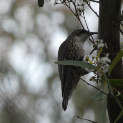 Cormobates leucophaea (White-throated Treecreeper) at Mount Jerrabomberra - 3 Dec 2022 by Steve_Bok