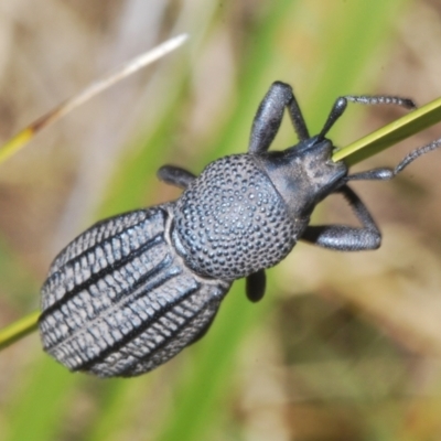 Talaurinus rugifer (Ground weevil) at Cotter River, ACT - 27 Nov 2022 by Harrisi