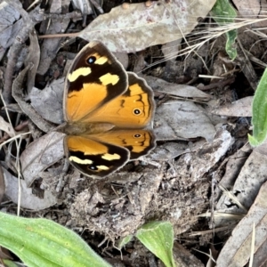 Heteronympha merope at Higgins, ACT - 3 Dec 2022