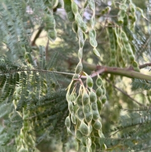 Acacia mearnsii at Higgins, ACT - 1 Dec 2022