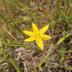 Hypoxis hygrometrica var. villosisepala (Golden Weather-grass) at Mount Taylor - 3 Dec 2022 by MatthewFrawley