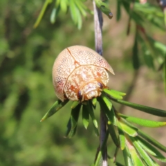 Paropsis atomaria (Eucalyptus leaf beetle) at Mount Taylor - 3 Dec 2022 by MatthewFrawley