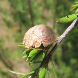 Paropsis atomaria at Kambah, ACT - 3 Dec 2022 01:52 PM