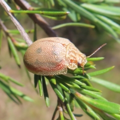 Paropsis atomaria at Kambah, ACT - 3 Dec 2022 01:52 PM