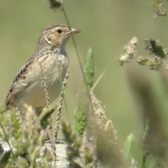 Mirafra javanica (Singing Bushlark) at Wallaroo, NSW - 3 Dec 2022 by TomW