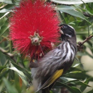 Phylidonyris novaehollandiae at Acton, ACT - 3 Dec 2022