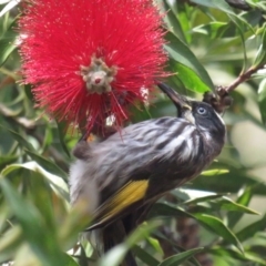 Phylidonyris novaehollandiae at Acton, ACT - 3 Dec 2022