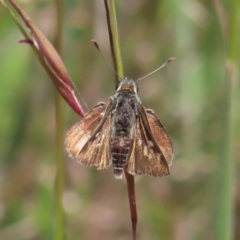 Trapezites luteus (Yellow Ochre, Rare White-spot Skipper) at Mount Taylor - 3 Dec 2022 by MatthewFrawley