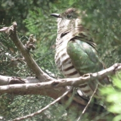 Chrysococcyx lucidus (Shining Bronze-Cuckoo) at Acton, ACT - 3 Dec 2022 by TomW