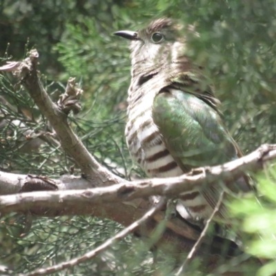 Chrysococcyx lucidus (Shining Bronze-Cuckoo) at ANBG - 3 Dec 2022 by TomW