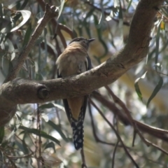 Cacomantis flabelliformis (Fan-tailed Cuckoo) at Acton, ACT - 3 Dec 2022 by TomW