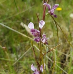 Diuris dendrobioides (Late Mauve Doubletail) by MatthewFrawley