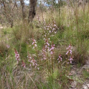 Stylidium graminifolium at Kambah, ACT - 3 Dec 2022