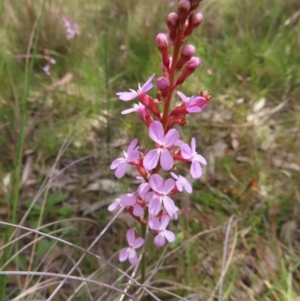 Stylidium graminifolium at Kambah, ACT - 3 Dec 2022