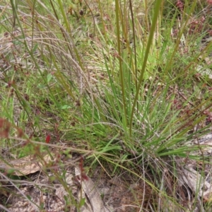 Stylidium graminifolium at Kambah, ACT - 3 Dec 2022