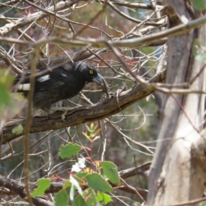 Strepera graculina at Kambah, ACT - 3 Dec 2022