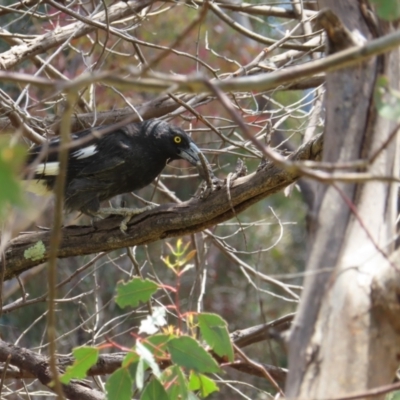 Strepera graculina (Pied Currawong) at Kambah, ACT - 3 Dec 2022 by MatthewFrawley