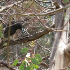 Strepera graculina at Kambah, ACT - 3 Dec 2022