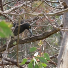 Strepera graculina at Kambah, ACT - 3 Dec 2022