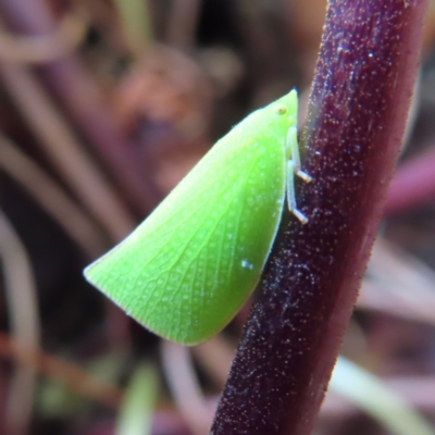 Siphanta acuta (Green planthopper, Torpedo bug) at Kambah, ACT - 3 Dec 2022 by MatthewFrawley