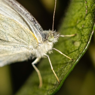 Pieris rapae (Cabbage White) at Jerrabomberra, NSW - 3 Dec 2022 by MarkT