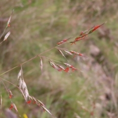 Rytidosperma pallidum (Red-anther Wallaby Grass) at Mount Taylor - 3 Dec 2022 by MatthewFrawley