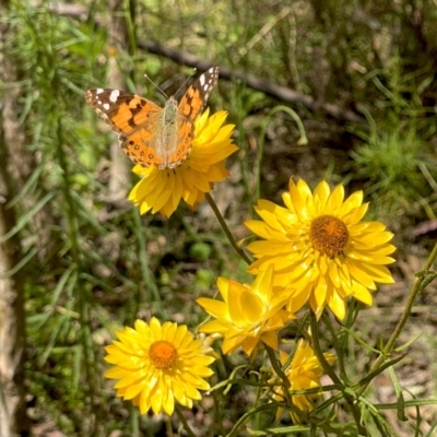 Vanessa kershawi (Australian Painted Lady) at Mount Taylor - 3 Dec 2022 by Shazw