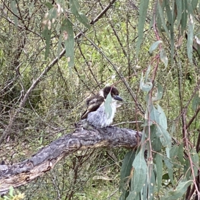 Cracticus torquatus (Grey Butcherbird) at Mount Taylor - 3 Dec 2022 by Shazw