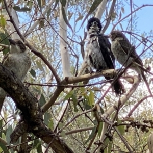 Cracticus torquatus at Kambah, ACT - 3 Dec 2022