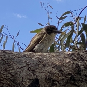 Cracticus torquatus at Kambah, ACT - 3 Dec 2022