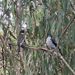 Cracticus torquatus at Kambah, ACT - 3 Dec 2022