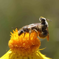 Lasioglossum (Chilalictus) lanarium (Halictid bee) at O'Connor, ACT - 2 Dec 2022 by ConBoekel