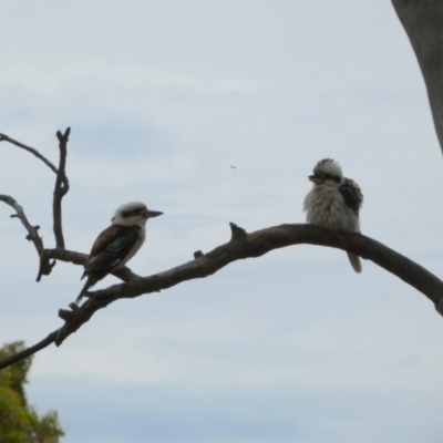 Dacelo novaeguineae (Laughing Kookaburra) at Queanbeyan West, NSW - 26 Nov 2022 by Paul4K