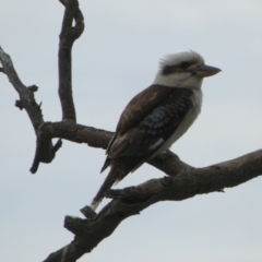 Dacelo novaeguineae at Queanbeyan West, NSW - 27 Nov 2022 10:13 AM