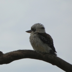 Dacelo novaeguineae at Queanbeyan West, NSW - 27 Nov 2022 10:13 AM