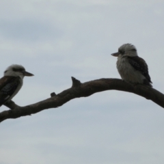 Dacelo novaeguineae at Queanbeyan West, NSW - 27 Nov 2022 10:13 AM