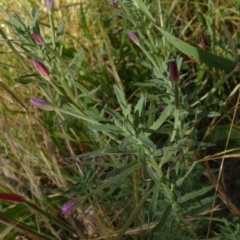 Epilobium billardiereanum subsp. cinereum (Hairy Willow Herb) at Queanbeyan West, NSW - 3 Dec 2022 by Paul4K