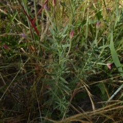 Epilobium billardiereanum subsp. cinereum at Queanbeyan West, NSW - 3 Dec 2022 07:54 AM