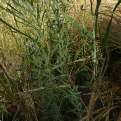 Epilobium billardiereanum subsp. cinereum at Queanbeyan West, NSW - 3 Dec 2022 07:54 AM