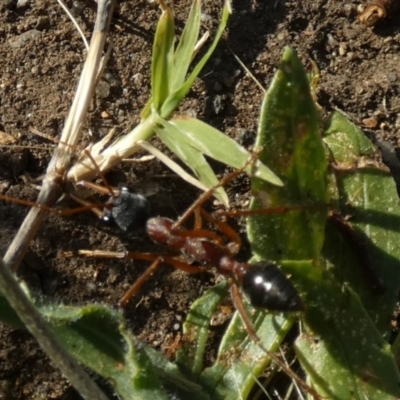 Myrmecia nigriceps (Black-headed bull ant) at Bicentennial Park - 3 Dec 2022 by Paul4K