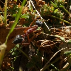 Myrmecia nigriceps at Queanbeyan West, NSW - 4 Dec 2022