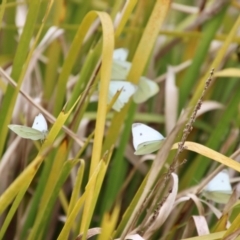 Pieris rapae (Cabbage White) at Mongarlowe River - 1 Dec 2022 by LisaH