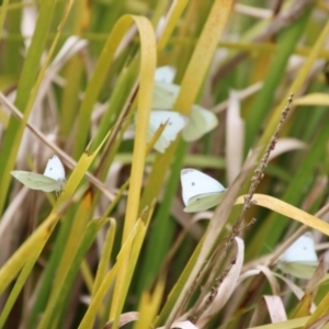 Pieris rapae at Mongarlowe, NSW - suppressed