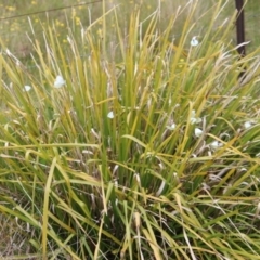 Pieris rapae at Mongarlowe, NSW - suppressed