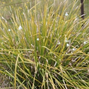 Pieris rapae at Mongarlowe, NSW - suppressed