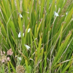 Pieris rapae at Mongarlowe, NSW - suppressed