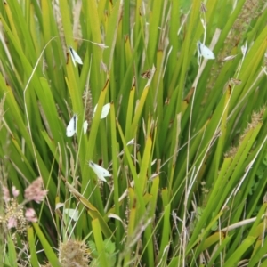 Pieris rapae at Mongarlowe, NSW - suppressed