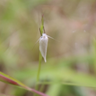 Zacorus carus (White Wingia) at Mongarlowe, NSW - 1 Dec 2022 by LisaH