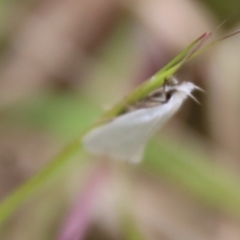 Zacorus carus at Mongarlowe, NSW - suppressed