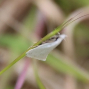 Zacorus carus at Mongarlowe, NSW - suppressed